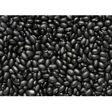 Exportar buena calidad Fresh Chinese Black Kidney Bean